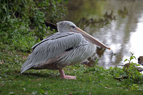 Pink backed pelican - Pelicanus rufescens