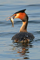 Great crested grebe