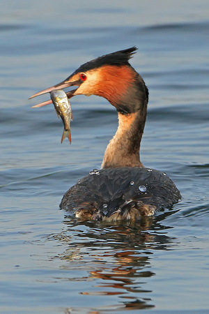 Great crested grebe - Podiceps cryststus