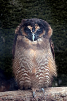 Malaysian brown wood owl