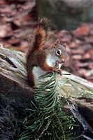 American red squirrel - Tamiasciurus hudsonicus