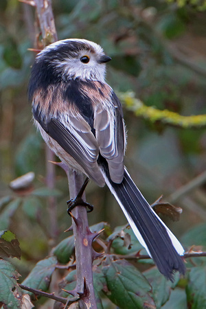 Long tailed tit - Aegithalos caudatus