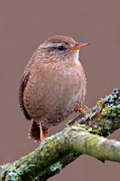 Wren