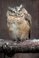 Scunda scops owl