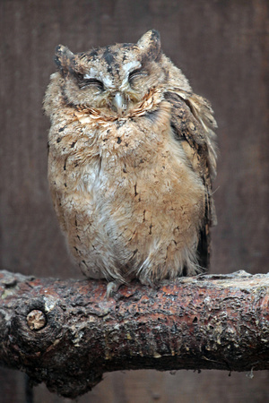 Scunda scops owl - Otus lempiji
