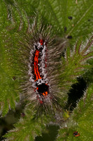 Yellow tailed tussock moth caterpillar