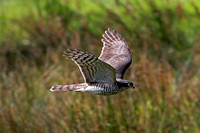 Sparrowhawk - Accipiter nisis
