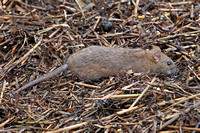 Brown rat - Rattus norvegicus