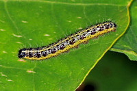 Large white caterpillar