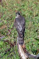 Sparrowhawk - Accipiter nisis