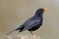 Blackbird