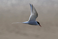 Arctic tern - Sterna paradisaea