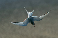 Arctic tern - Sterna paradisaea