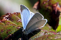 Holly blue - Celastrina argiolus