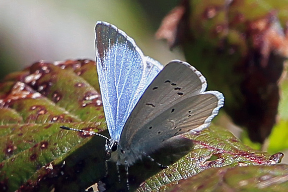 Holly blue - Celastrina argiolus