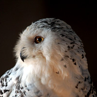 Snowy owl - Bubo scandiacus