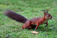 Red squirrel - Sciurus vulgaris