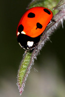 Seven spot ladybird - coccinella septempunctata