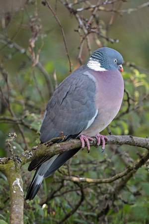 Wood pigeon - Columba palambus