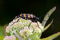 Longhorn beetle - Strangalia quadrifasciatus