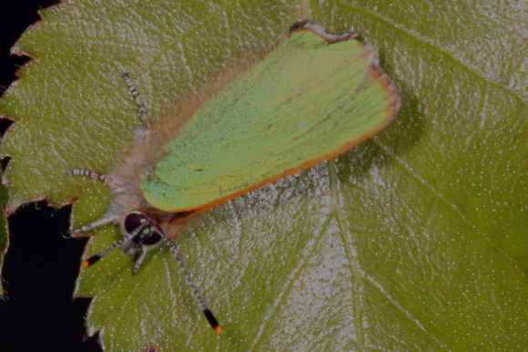 Green hairstreak - Callophrys rubi