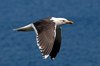 Great black backed gull - Larus marinus
