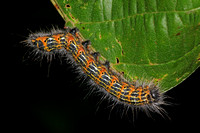 Buff tip moth caterpillar - Phalera bucephala