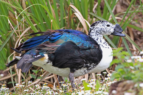 Comb duck - Sarkidiornis melanotos