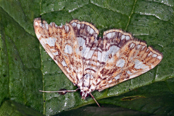 Brown china mark moth - Elophila nymphaeata