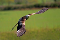 Red kite