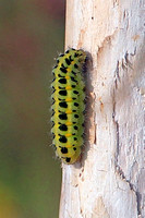 Six spot burnet caterpillar