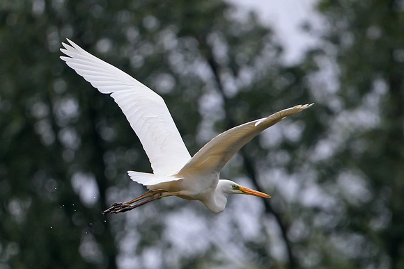Great white egret - Ardea alba