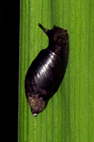 Pfeiffer's amber snail