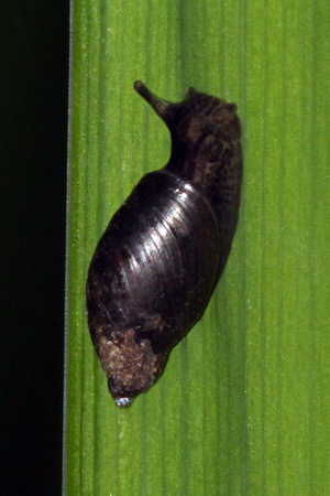 Pfeiffer's amber snail - Oxyloma pfeifferi