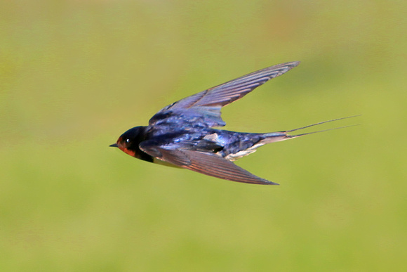 Swallow - Hirundo rustica