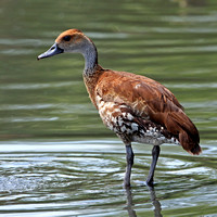 Cuban whistling duck