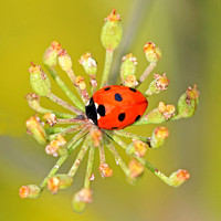 Seven spot ladybird - coccinella septempunctata