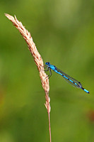 Common blue damselfly - Enallagma cyathigerum