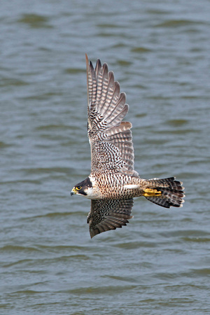 Aug 14 - Peregrine falcon