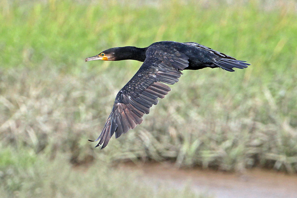 Cormorant - Phalacrocorax carbo