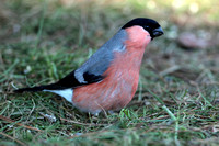 Bullfinch
