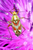 Mirid bug - Calocoris roseomaculatus