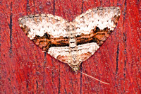 Flame carpet moth