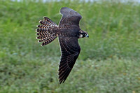 Peregrine falcon