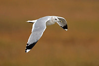 Common gull - Larus canus