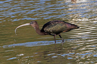 Glossy ibis - Plegadis falcinellus