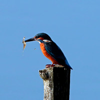 Nov 15 - Kingfisher