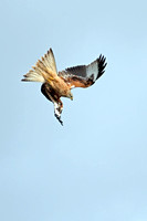 Red kite