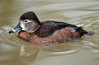 Ring necked duck - Aythya collaris