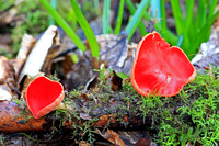 Scarlet elf cup - Sarcoscypha austriaca